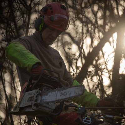 Abattage d’arbre et tronçonnage par un arboriste grimpeur à Conflans-Sainte-Honorine