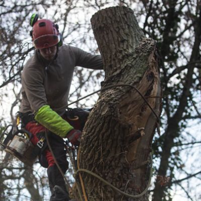 abattage-arbre-en-hauteur-arboriste-grimpeur-conflans-sainte-honorine