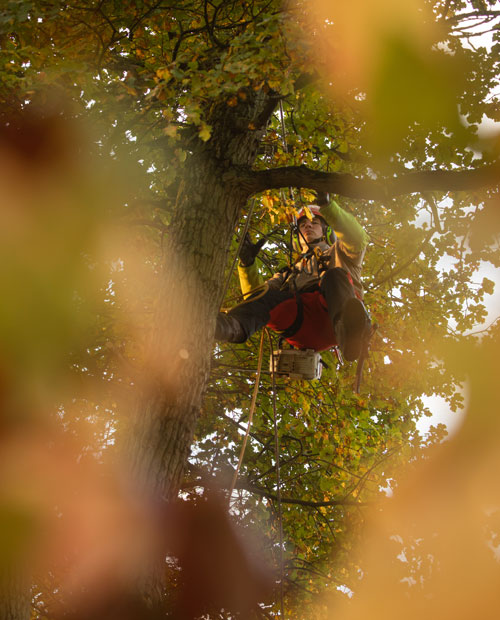 Élagage d’arbre par un arboriste grimpeur à Conflans-Sainte-Honorine