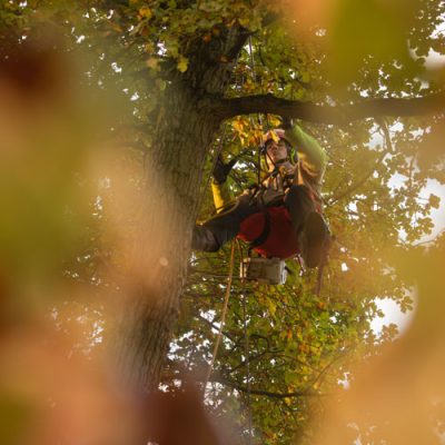 Travaux d’élagage sécurisé par un arboriste grimpeur à Conflans-Sainte-Honorine