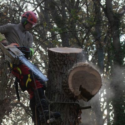 Tronçonnage sécurisé d’arbre par un arboriste grimpeur à Conflans-Sainte-Honorine